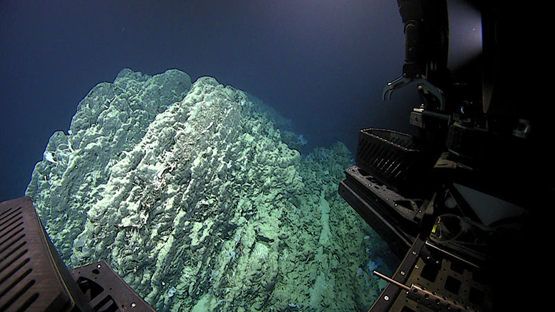 During Dive 06 of Windows to the Deep 2021, we came across a boulder that was more than 8 meters (26 feet) tall and showed geologic layering, presumably carbonate layering of the Blake Plateau. The science team hypothesized that the boulder likely broke off the upper slope and slid down, consistent with literature detailing “scarp retreat” as strong southward flowing currents at the base of the Blake Spur sculpt this underwater feature rising more than one mile from the abyssal plain.