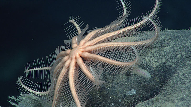 A brisingid sea star in the genus Freyella raises its arms into the water column to capture prey as it floats by. Seen at a depth of 3,617 meters (2.25 miles) during Dive 06 of Windows to the Deep 2021.
