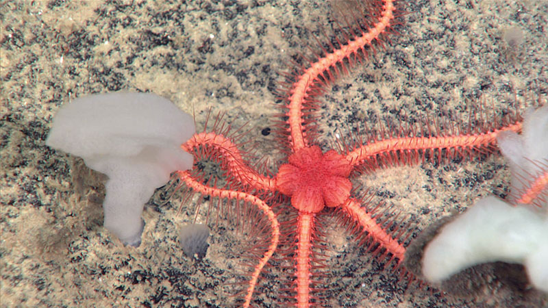 While exploring a wall along the Blake Spur during Dive 06 of Windows to the Deep 2021, these colorful brittle stars (Ophioplinthaca sp.) were the second most common species observed (trailing behind a flat glass sponge). These brittle stars had spiky arms and a distinct central disk that resembled a flower. They were often spotted on rocks or the tops of taller, attached animals such as corals. This one was seen at a depth of 3,625 meters (2.25 miles).