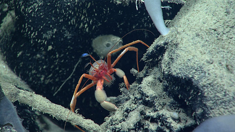 This hermit crab (Parapagurus), seen at a depth of 3,651 meters (2.27 miles) during Dive 06 of Windows to the Deep 2021, was carrying an anemone on its back. Research suggests this is a mutualistic relationship — the anemone gets food waste from the crab while the crab benefits from the stinging cells of the anemone for added protection.