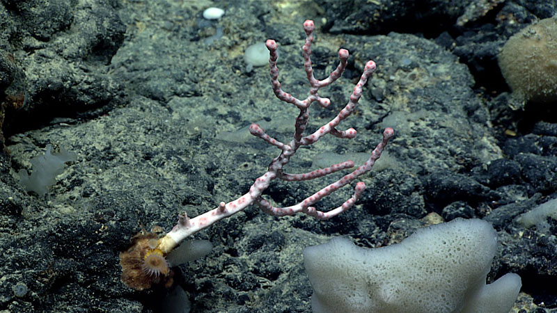 We observed our first bubblegum coral (Paragorgia) of the expedition during Dive 07 of Windows to the Deep 2021, this one at a depth of 3,191 meters (1.98 feet). Interestingly, this genus had not been reported at this depth from the Atlantic and our observations could represent a range extension.