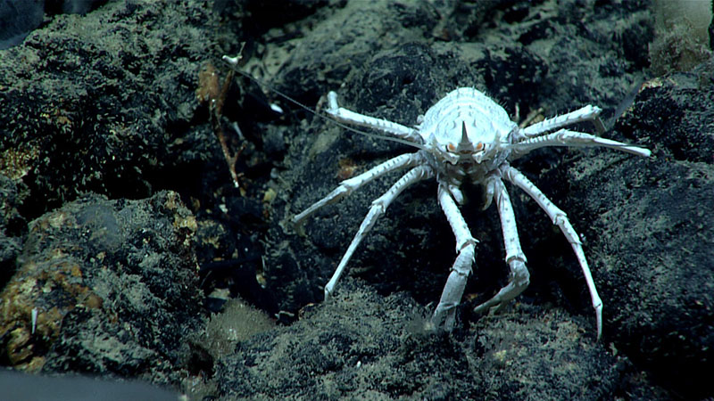 This squat lobster, with its orange, beady eyes, was observed during Dive 07 of Windows to the Deep 2021 using its claws to pick food off the surrounding rocks at a depth of 3,191 meters (1.98 feet).