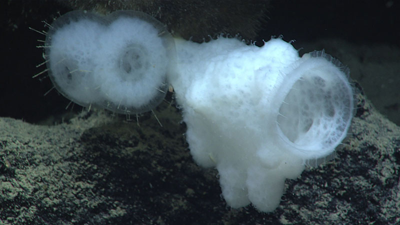 A tale of two sponges. These two species of glass sponges were observed side by side on a rock during Windows to the Deep 2021 Dive 07 at 3,191 meters (1.98 feet) depth.