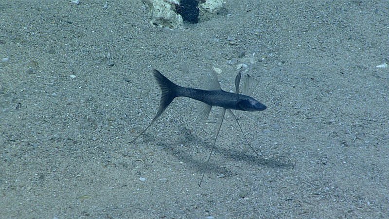 A tripod fish in the genus Bathypterois was observed standing on its modified pectoral fins during Dive 08 of Windows to the Deep 2021 at 1,200 meters (3,937 feet) depth.