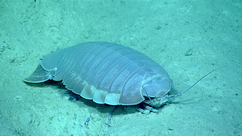 Seen at a depth 984 meters (3,228 feet) during Dive 09 of Windows to the Deep 2021, this giant isopod (Bathynomus giganteus) measured over 10 centimeters (4 inches) in length.
