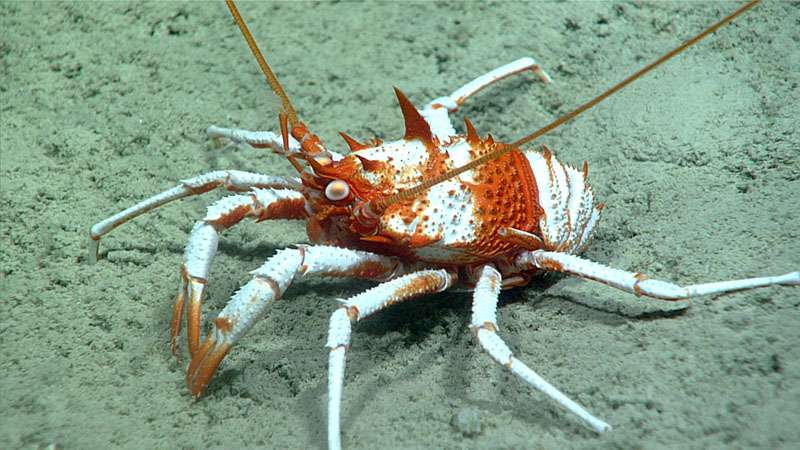 Several of these very colorful squat lobsters with prominent dorsal spines, tentatively identified as Galacantha rostrata, were imaged during Dive 09 of Windows to the Deep 2021. This one was seen at a depth of 977 meters (3,205 feet).