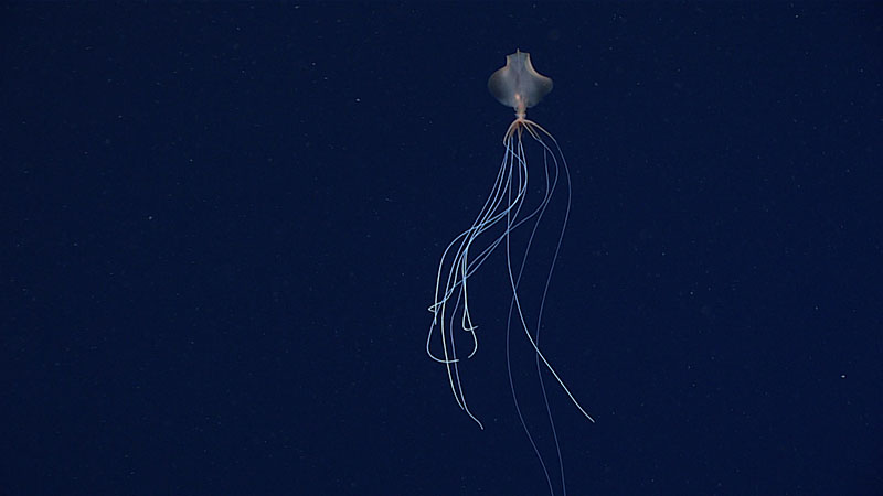 During Dive 10 of Windows to the Deep 2021, we captured remarkable footage of an adult bigfin squid, genus Magnapinna. Bigfin squid are the deepest known squids and while sightings of them have been recorded globally, the total number of sightings is likely less than two dozen, making this observation rare and all the more exciting. Additional information, images, and b-roll footage is available.