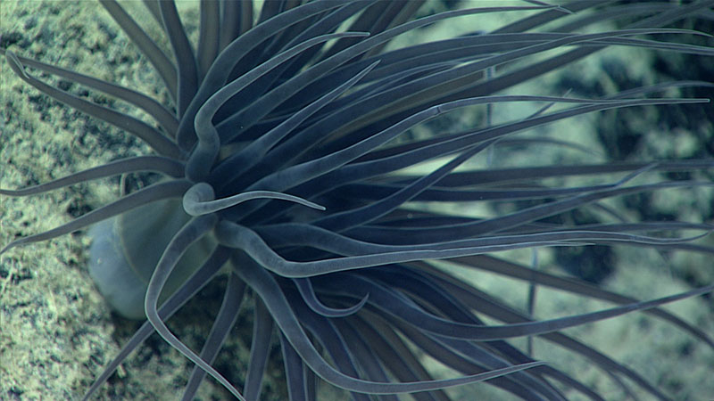 The tentacles of a beautiful cerianthid or tube anemone were observed waving in the current during Windows of the Deep 2021 Dive 10 at 2,390 meters (1.49 miles) depth. Cerianthid or tube anemones belong to the subclass Ceriantharia and are rather distant relatives of sea anemones. All tube anemones have a quite uniform appearance, with an elongated body and two crowns of non-branched tentacles.