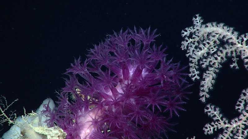This beautiful purple soft octocoral in the genus Clavularia was imaged at a depth of 1,115 meters (3,658 feet) during Dive 11 of Windows to the Deep 2021. The limestone scarp in the Florida Strait explored during the dive was teeming with colorful corals, sponges, and other life.