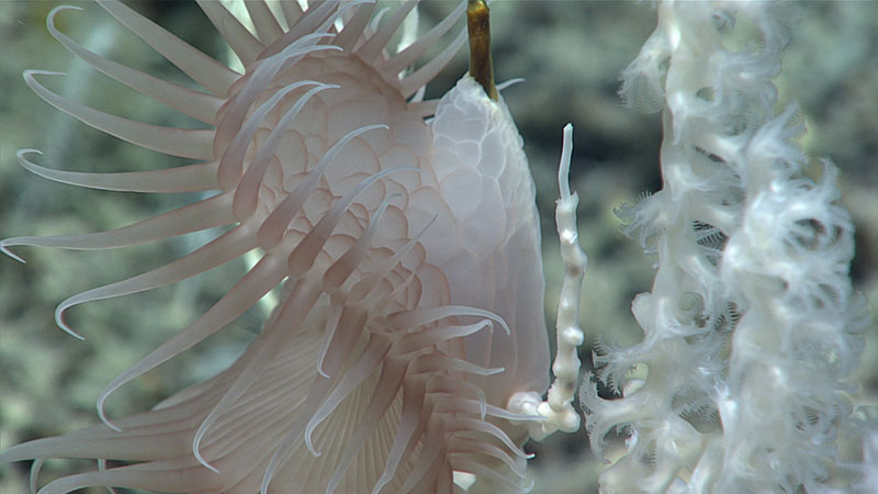 This sea anemone in the order Actiniaria was seen growing on a bamboo coral at a depth of 789 meters (2,588 feet) during Dive 12 of Windows to the Deep 2021.