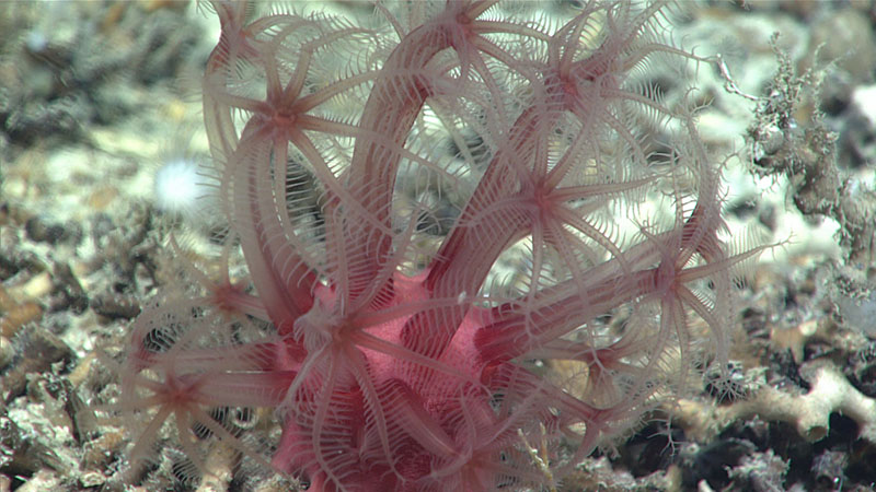 An Anthomastus soft coral seen at 802 meters (2,631 feet) depth living on the dead Lophelia coral rubble that was persistent throughout Dive 12 of Windows to the Deep 2021.