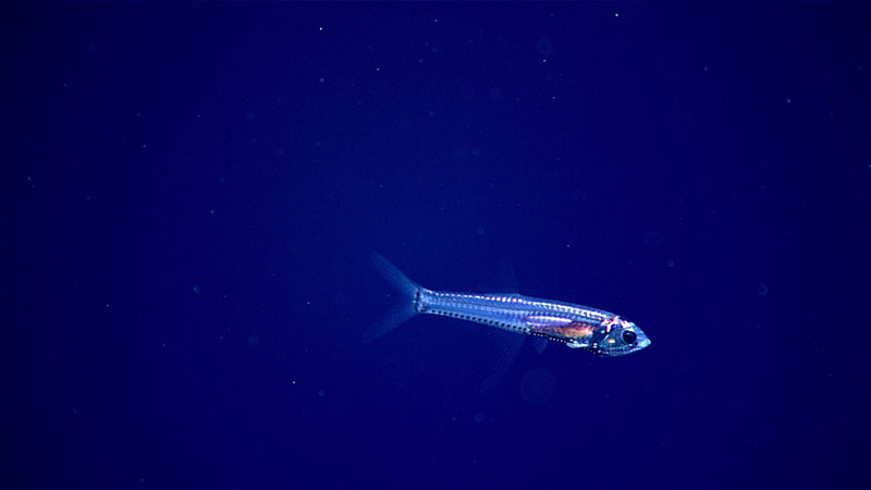This tiny bristlemouth fish, identified as belonging to the genus Bonapartia, measured less than a centimeter in length. It was seen while exploring the water column at 500 meters (1,640 feet) depth during Windows to the Deep 2021 Dive 13. Throughout the transect at this depth, which coincided with the deep scattering layer, we saw a number of fish, siphonophores, single-celled eukaryotes, jellies, and a few krill.