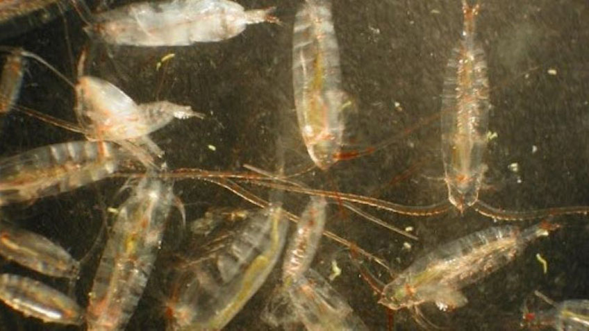 What is vertical migration of zooplankton and why does it matter?