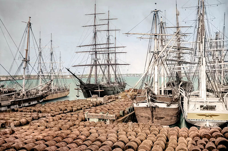 This modern, colorized image shows whaling ships at the dock with barrels filled with whale oil. The systematic hunting of whales and the rendering of their flesh in the extreme heat of tryworks produced oil, which was a major source of wealth for whaling ship owners and their investors as well as pay for the crew.