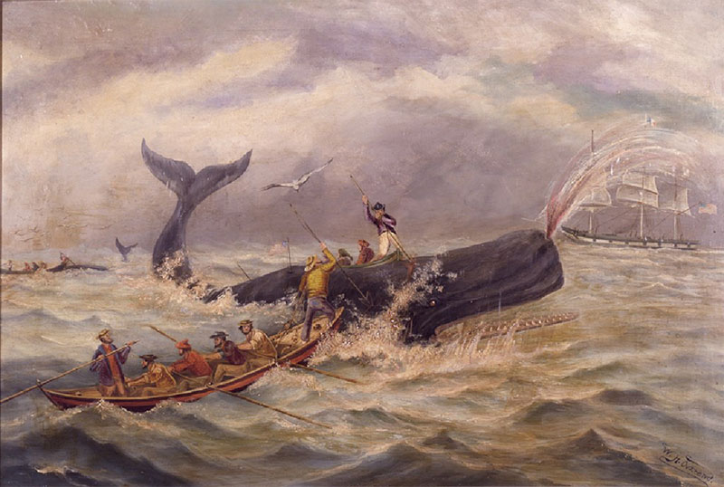 This mid-19th century painting depicts the dangers of whaling. As a whaler strikes a final blow, his whaling ship stands by in the distance to receive and process the whale into oil.