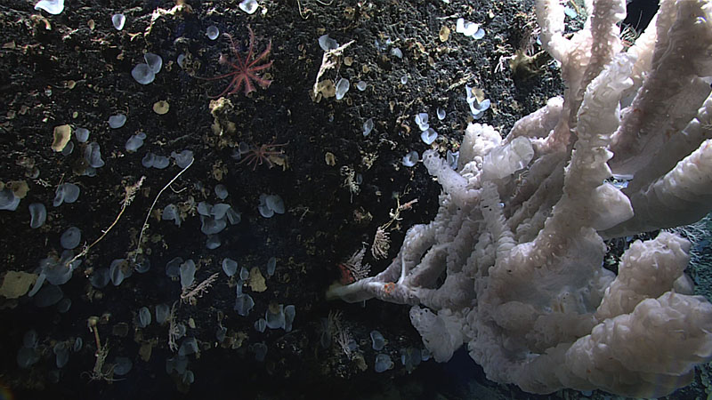 Dive 06 of the 2022 ROV and Mapping Shakedown was the most biodiverse dive of the expedition so far. The sponges, corals, and crinoids seen here are just some of deep-sea animals that we saw.