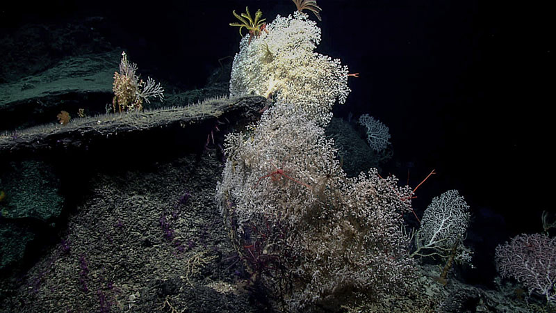The final dive (Dive 07) of the 2022 ROV and Mapping Shakedown was on a coral wonderland. The biodiversity was quite high and included corals, sponges, crinoids, brittle stars, squat lobsters, sea stars, anemones, shrimp, urchins, and more.