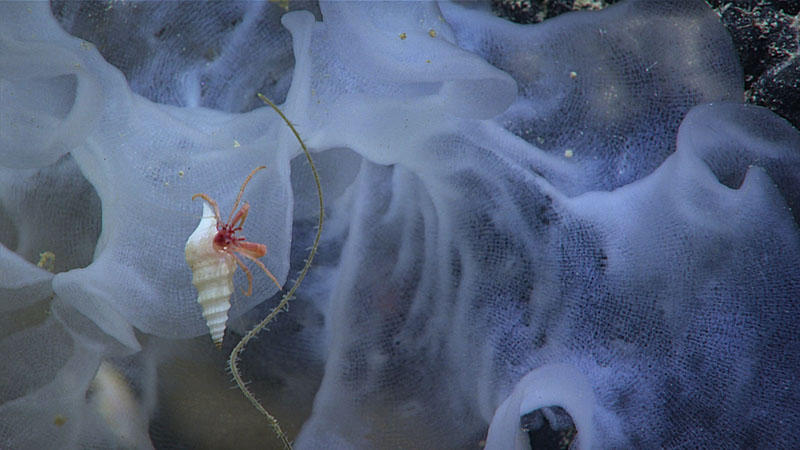 This glass sponge and hermit crab were imaged by the shoreside-controlled remotely operated vehicle during Dive 06 of the 2022 ROV and Mapping Shakedown.