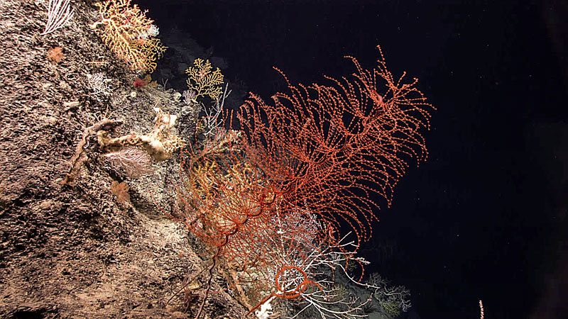Among the bevy of beautiful corals seen during Dive 07 of the 2022 ROV and Mapping Shakedown, this stunning red octocoral (possibly an Iridogorgia splendens) was one of the standouts.