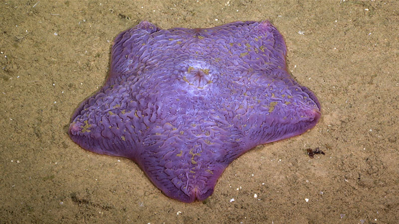 This pretty purple slime star (Hymenaster sp.) was seen during Dive 04 of the 2022 ROV and Mapping Shakedown.