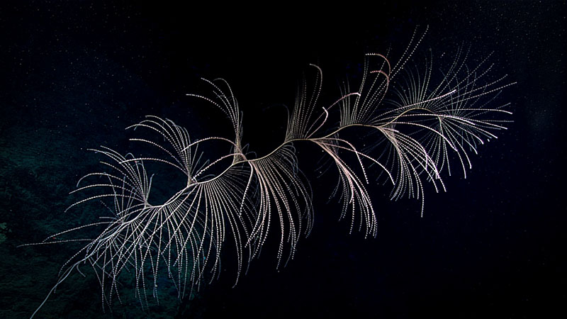 This spiraling coral (Iridogorgia magnispiralis), reaching several meters tall, was seen during Dive 04 of the 2022 ROV and Mapping Shakedown.
