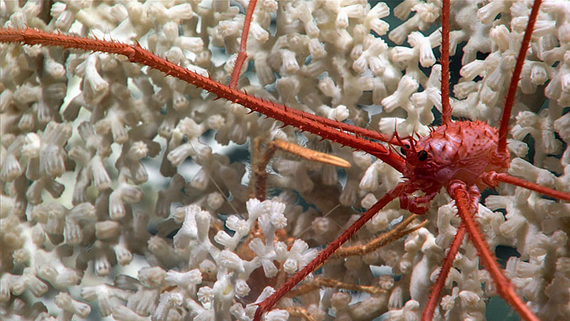This squat lobster was one of many seen enjoying their coral habitats during Dive 07 of the 2022 ROV and Mapping Shakedown.