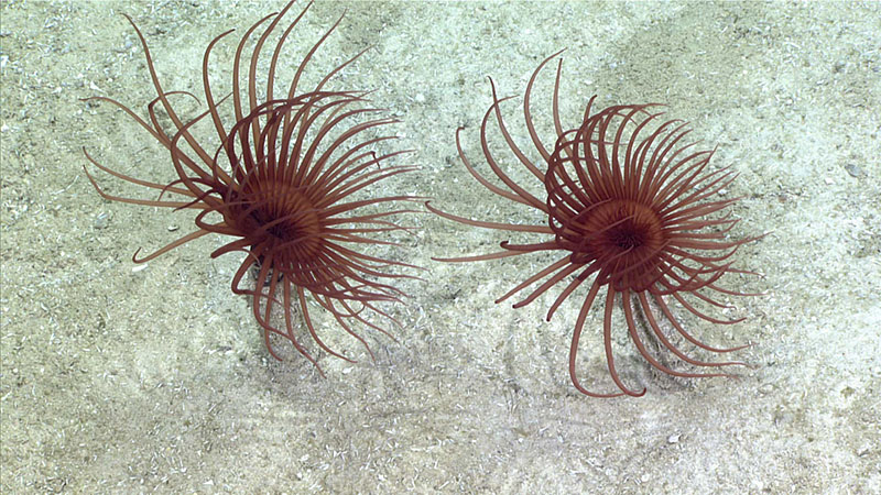 This pair of tube anemones was seen during Dive 06 of the 2022 ROV and Mapping Shakedown.