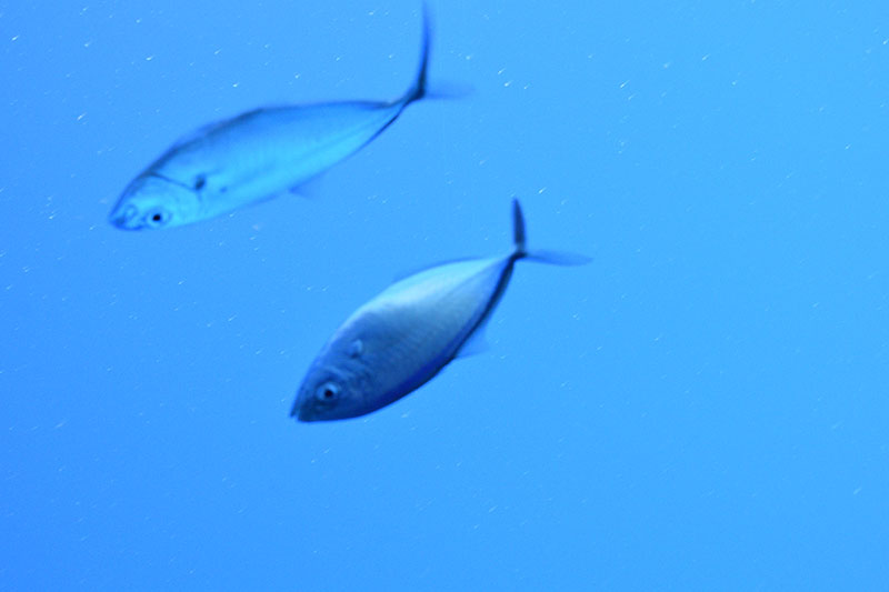 Deep-sea cameras are providing a glimpse into the types of marine life in the waters around Puerto Rico, like this pair of fish, during the 2022 Puerto Rico Mapping and Deep-Sea Camera Demonstration.