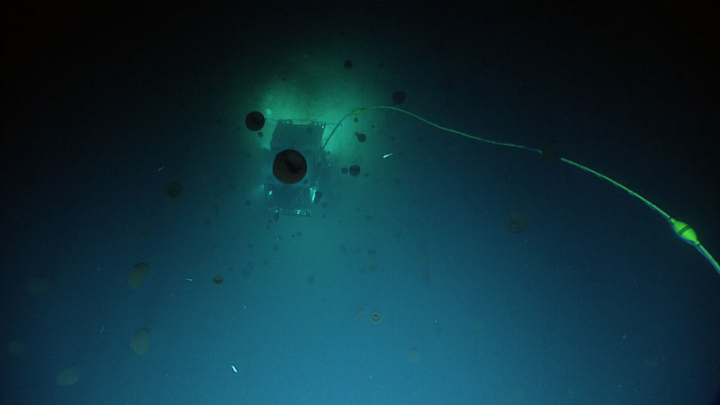 Remotely operated vehicle Deep Discoverer images a rocky outcrop in Nitinat Canyon during Dive 08 of the 2023 Shakedown + EXPRESS West Coast Exploration expedition as many, MANY jellyfish float overhead.