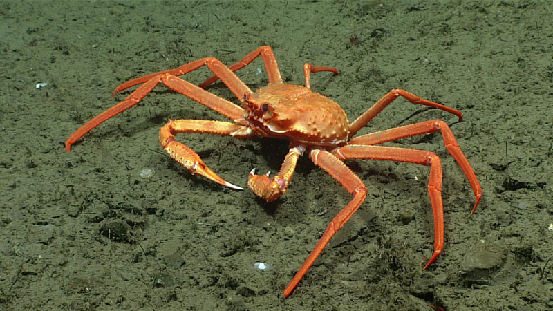 A snow crab (Chionoecetes opilio) rests on the heavily sedimented seafloor seen during Dive 09 of the 2023 Shakedown + EXPRESS West Coast Exploration expedition at a depth of 895 meters (2,936 feet).