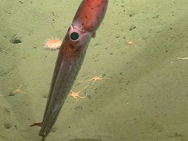 Upon reaching the seafloor at a depth of 561 meters (1,841 feet) for the first dive of the 2023 Shakedown + EXPRESS West Coast Exploration, we were treated with a sighting of this squid (Stigmatoteuthis dofleini), who appeared to “tiptoe” across the seafloor before moving along. These squid belong to the family Histioteuthidae, who have earned the common name “cock-eye squid” because in all species, the left eye is at least twice the diameter of the right eye — a feature that is indeed noticeable in this video.