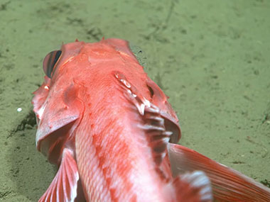 The zoom capabilities of the primary camera on remotely operated vehicle Deep Discoverer are put to the test during Dive 02 of the 2023 Shakedown + EXPRESS West Coast Exploration expedition, providing us with a close look at a scorpion fish resting on the muddy seafloor.