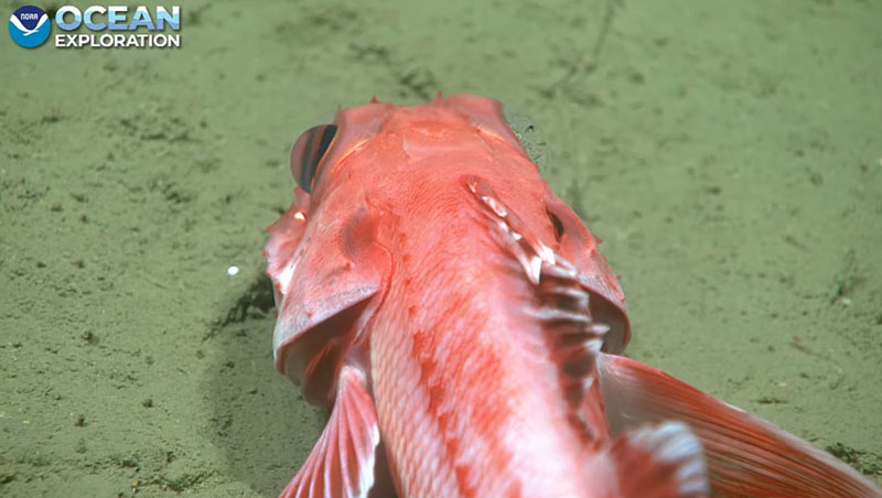 The zoom capabilities of the primary camera on remotely operated vehicle Deep Discoverer are put to the test during Dive 02 of the 2023 Shakedown + EXPRESS West Coast Exploration expedition, providing us with a close look at a scorpion fish resting on the muddy seafloor.