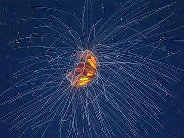 This beautiful jelly was spotted swimming through the water column just above the seafloor at a depth of 3,591 meters (2.46 miles) during the third dive of the 2023 Shakedown + EXPRESS West Coast Exploration expedition.