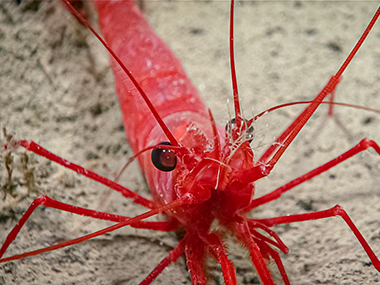 We were treated to some beautiful close-up views of this bright red shrimp, seen at a depth of 1,795 meters (5,889 feet) during Dive 05 of the 2023 Shakedown + EXPRESS West Coast Exploration expedition. Red is a common color for animals in the deep ocean, as red light does not reach ocean depths, so deep-sea animals that are red actually appear black and thus are less visible to predators and prey.