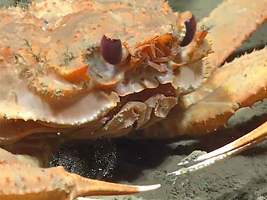 This lithodid crab was observed moving its body back and forth through the sediment, though the on-ship team was not sure exactly why it was doing so. Seen at a depth of 2,240 meters (7,349 feet) during the sixth dive of the 2023 Shakedown + EXPRESS West Coast Exploration expedition.