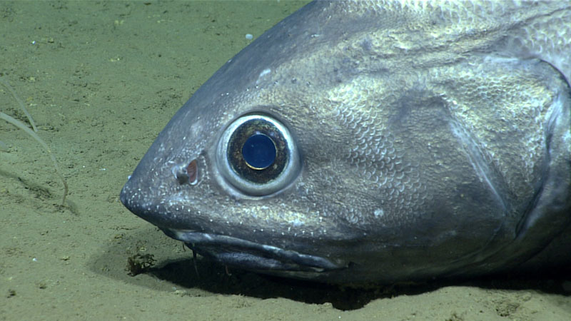 The detail revealed in the close look at this fish highlights one of the main capabilities of remotely operated vehicle Deep Discoverer – the zoom on its primary camera. The fish was imaged at a depth of 2,522 meters (8,274 feet) during the sixth dive of the 2023 Shakedown + EXPRESS West Coast Exploration expedition.