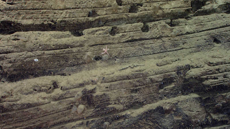 During the sixth dive of the 2023 Shakedown + EXPRESS West Coast Exploration expedition, the team observed several scarps like this one that contained holes with five-centimeter (two-inch) widths that were interpreted to be biological boreholes, as there was no evidence for dissolution or water escaping from the holes.