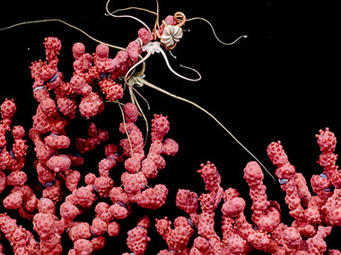 During the seventh dive of the 2023 Shakedown + EXPRESS West Coast Exploration expedition, the cameras of remotely operated vehicle Deep Discoverer captured stunning imagery of several basket stars entwined in the arms of a beautiful pink bubblegum coral at 1,612 meters (5,289 feet) depth. These basket stars are in the genus Astrochele, which is known primarily from waters around the Aleutians; seeing them off the coast of Washington in deep water likely represents a range extension.