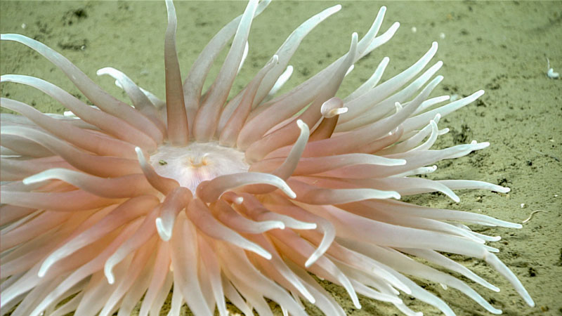 A beautiful anemone, observed at a depth of 1,714 meters (5,623 feet ...