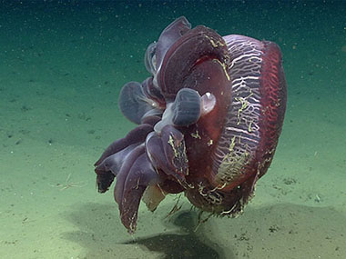 An exciting observation made during the 2023 Shakedown + EXPRESS West Coast Exploration expedition was two of these jellyfish that measured nearly 30 centimeters (11.8 inches) across. Scientists identified the jellyfish as belonging to the genus Tiburonia (likely T. granrojo). The white balls seen on the subumbrella (the concave undersurface) of the jellies may be brooded juveniles; while it has been suspected that this genus does brood its young, this had not been confirmed, making these observations potentially even more impressive than just the size of the jellies!