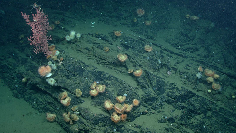 Remotely operated vehicle Deep Discoverer images a rocky outcrop in Nitinat Canyon during Dive 08 of the 2023 Shakedown + EXPRESS West Coast Exploration expedition as many, MANY jellyfish float overhead.