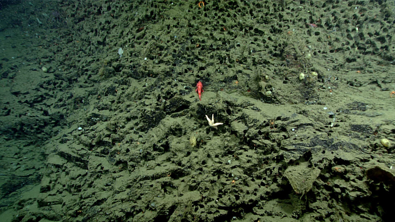 The majority of outcrops observed during Dive 08 of the 2023 Shakedown + EXPRESS West Coast Exploration expedition contained what appeared to be vacant bivalve boreholes, which was confirmed by scattered shell remnants and lack of holes in eroded areas. These holes provided ideal homes for a variety of organisms, such as sea stars and squat lobsters.