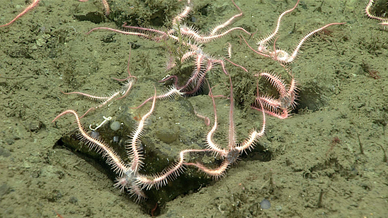 During the ninth dive of the 2023 Shakedown + EXPRESS West Coast Exploration expedition, we encountered a "field" of ophiacanthid brittle stars, which covered the seafloor at 837 meters (2,746 feet) depth. This image shows several of the brittle stars clinging to a heavily sedimented rock.