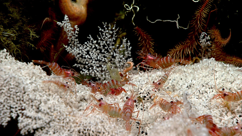 Coral communities are important habitat for a wide variety of organisms. This primnoid coral was observed hosting many caridean shrimp at 795 meters (2,608 feet) depth during the ninth dive of the 2023 Shakedown + EXPRESS West Coast Exploration expedition.