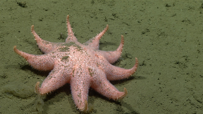 This sea star in the genus Solaster was observed during Dive 09 of the 2023 Shakedown + EXPRESS West Coast Exploration expedition at a depth of 982 meters (3,222 feet). It measured nearly 15 centimeters (6 inches) across!