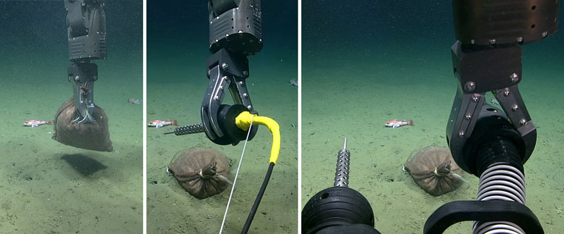 During each expedition dive, five water samples were collected at various depths via niskin bottles attached to ROV Deep Discoverer. Once back on board, the expedition team used a U.S. Geological Survey pump filtration system to process the water samples for later eDNA (environmental DNA) analyses, with the goal of testing and evaluating the system for use on future expeditions on Okeanos Explorer.
