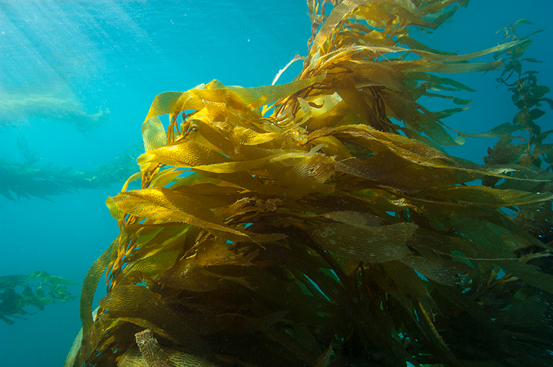 Kelp (Macrocystis pyrifera) forest located at Cojo Anchorage near Point Conception, California. Such forests host a variety of invertebrates, fish, and marine mammals.