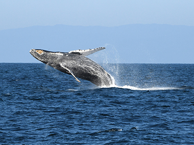 Humpback whales are among the species that inhabit the waters of the proposed Chumash Heritage National Marine Sanctuary.