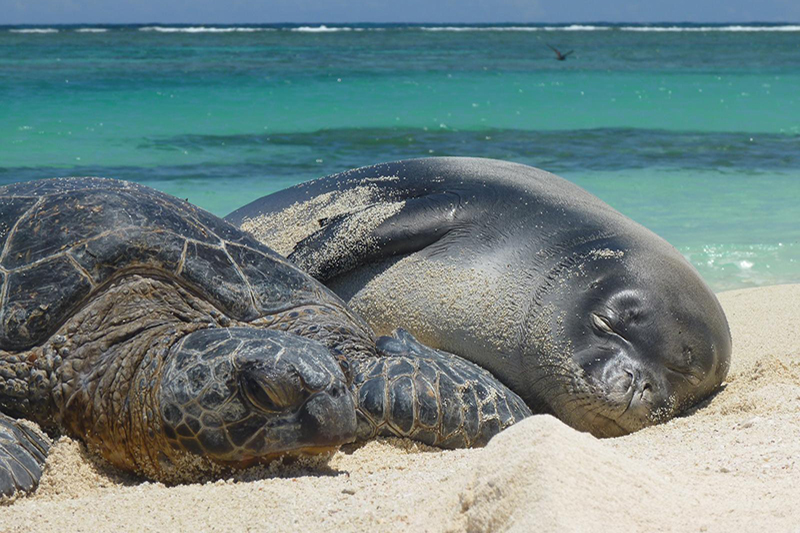 Rare species such as the threatened green turtle and the endangered Hawaiian monk seal call Papahānaumokuākea Marine National Monument home.
